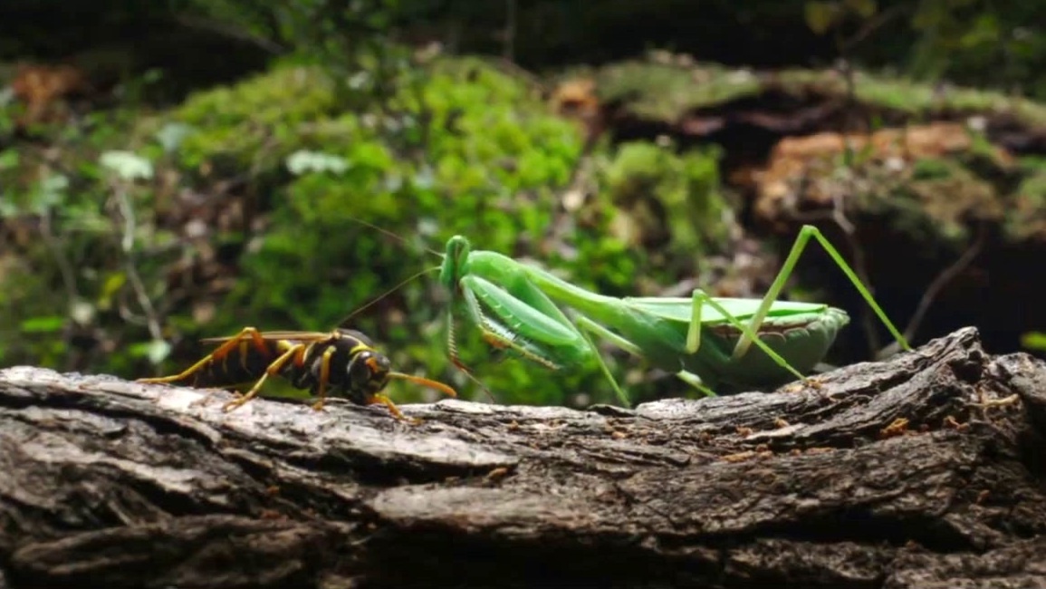 Wolf Man (Latin America Market Teaser Trailer Subtitled)