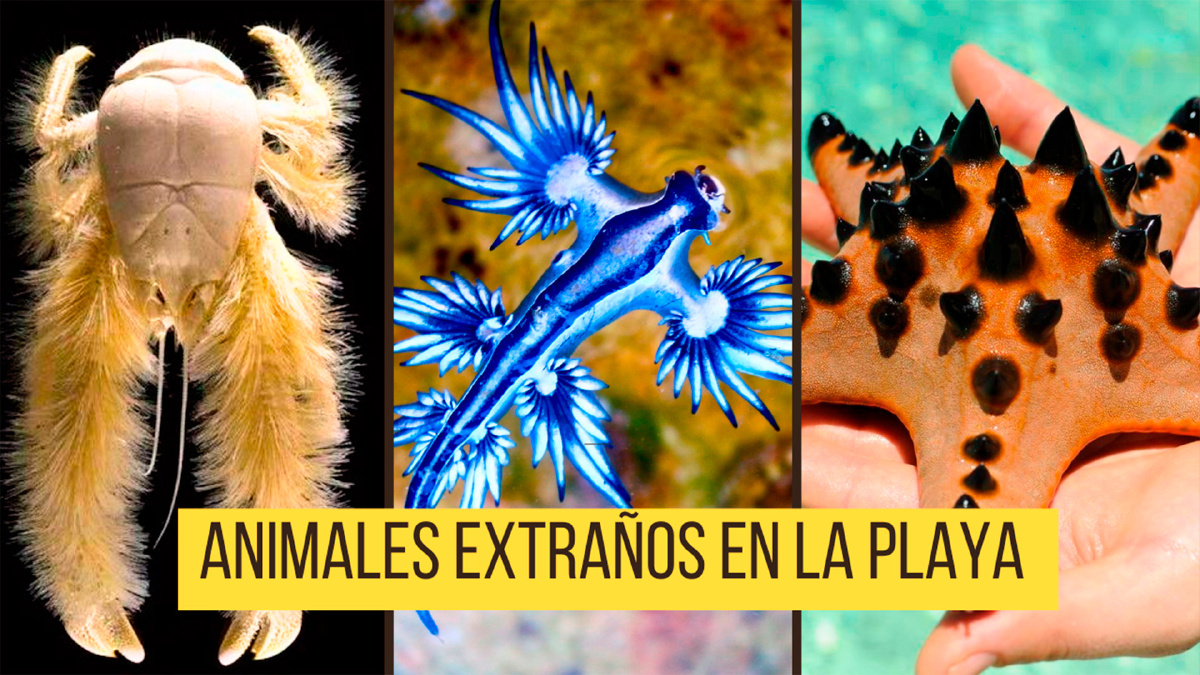 10 Extraños Animales que Podrías Encontrar en la Playa y No Lo Sabías